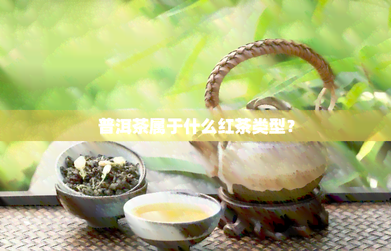 普洱茶属于什么红茶类型？