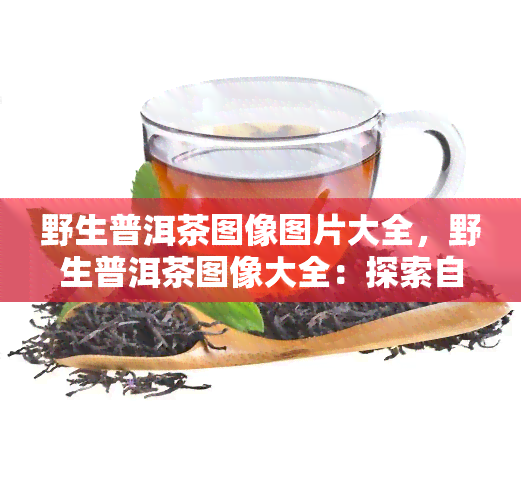 野生普洱茶图像图片大全，野生普洱茶图像大全：探索自然之美