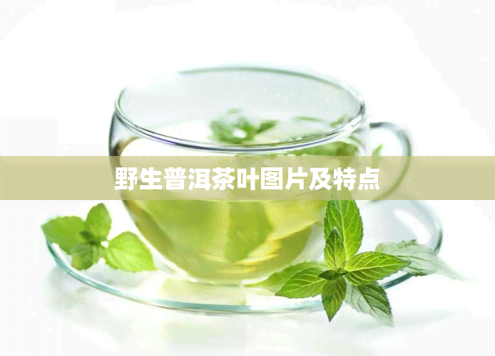 野生普洱茶叶图片及特点