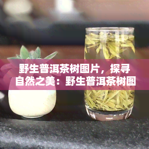 野生普洱茶树图片，探寻自然之美：野生普洱茶树图片欣