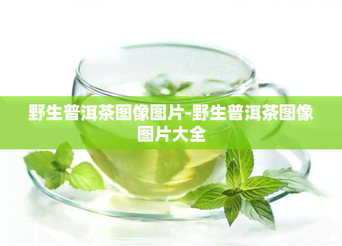 野生普洱茶图像图片-野生普洱茶图像图片大全