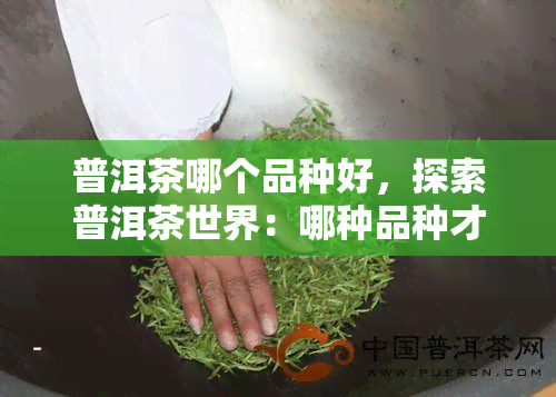 普洱茶哪个品种好，探索普洱茶世界：哪种品种才是上好选择？