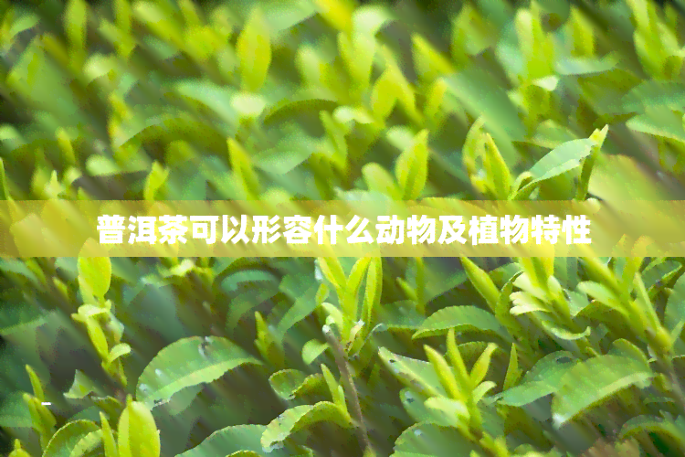 普洱茶可以形容什么动物及植物特性