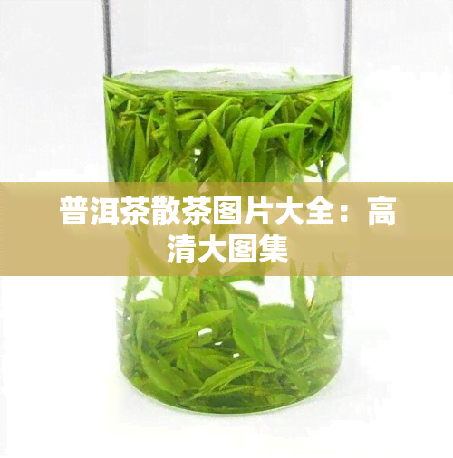 普洱茶散茶图片大全：高清大图集