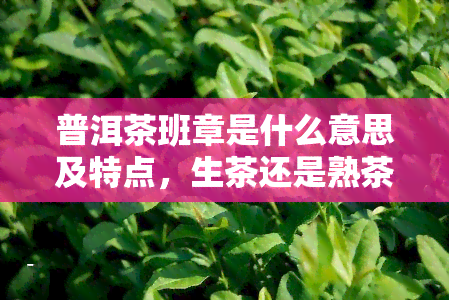 普洱茶班章是什么意思及特点，生茶还是熟茶？