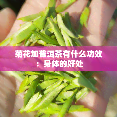 菊花加普洱茶有什么功效：身体的好处