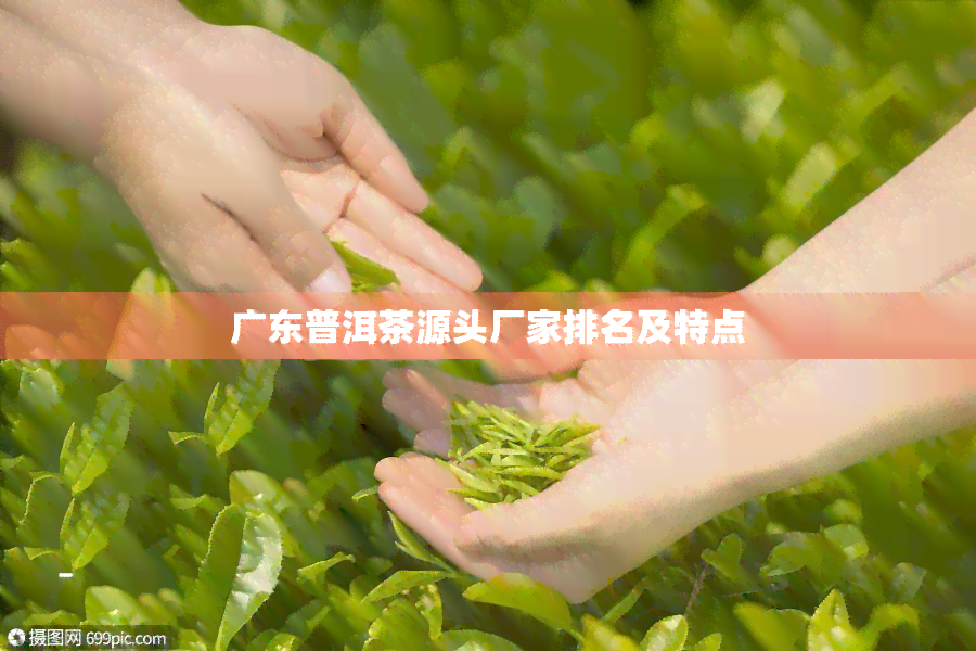 广东普洱茶源头厂家排名及特点