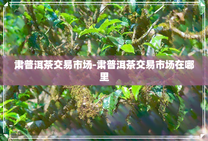 肃普洱茶交易市场-肃普洱茶交易市场在哪里