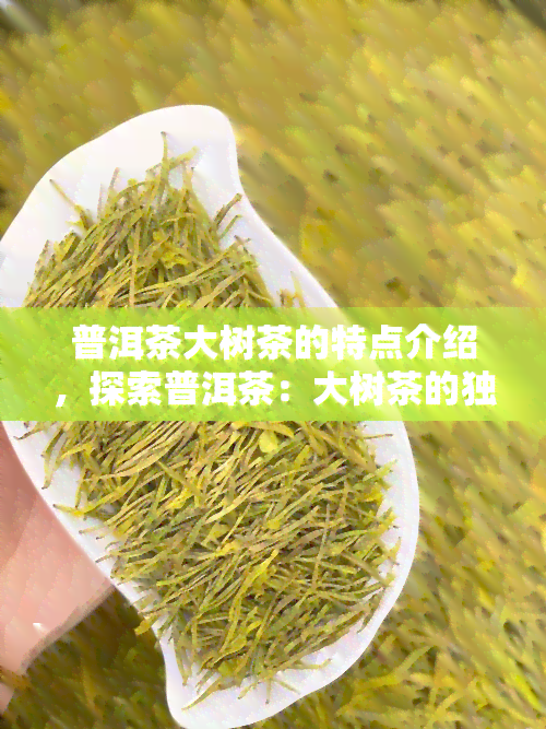 普洱茶大树茶的特点介绍，探索普洱茶：大树茶的独特魅力