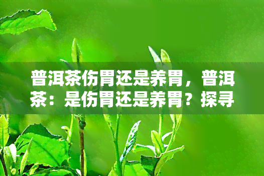 普洱茶伤胃还是养胃，普洱茶：是伤胃还是养胃？探寻真相