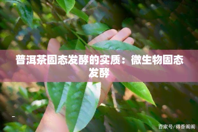 普洱茶固态发酵的实质：微生物固态发酵