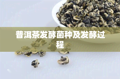 普洱茶发酵菌种及发酵过程