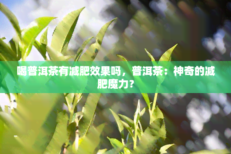 喝普洱茶有减肥效果吗，普洱茶：神奇的减肥魔力？