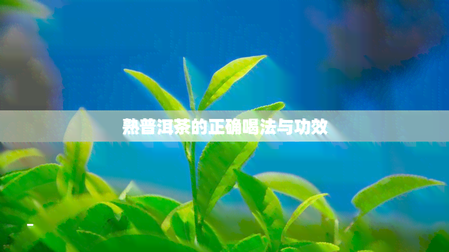 熟普洱茶的正确喝法与功效