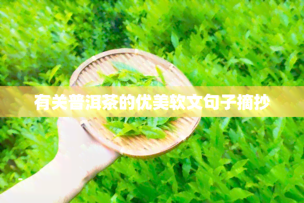 有关普洱茶的优美软文句子摘抄