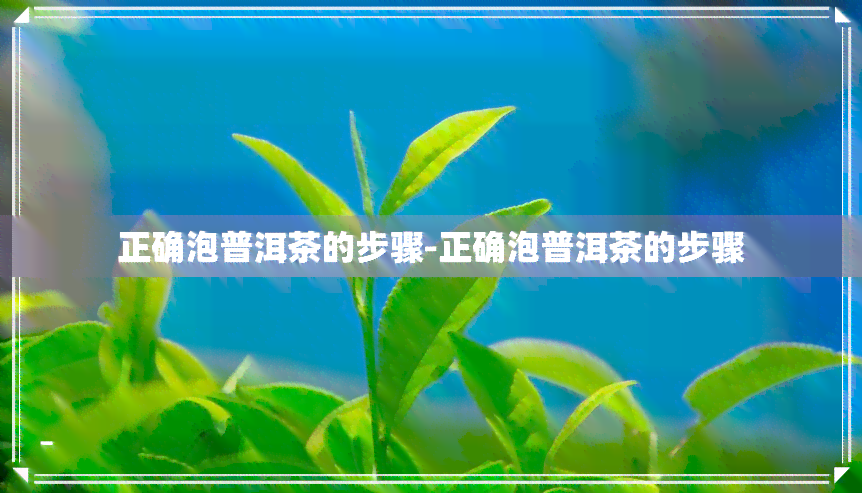 正确泡普洱茶的步骤-正确泡普洱茶的步骤