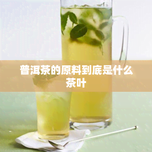 普洱茶的原料到底是什么茶叶