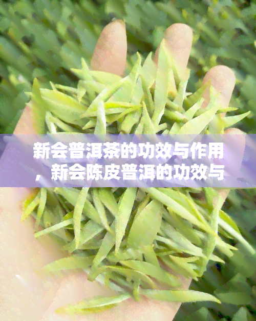 新会普洱茶的功效与作用，新会陈皮普洱的功效与作用