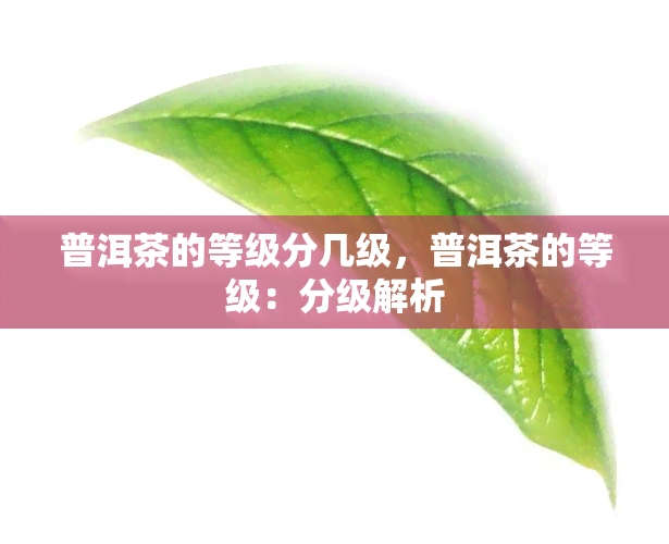 普洱茶的等级分几级，普洱茶的等级：分级解析