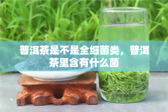 普洱茶是不是全细菌类，普洱茶里含有什么菌