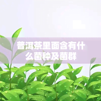 普洱茶里面含有什么菌种及菌群