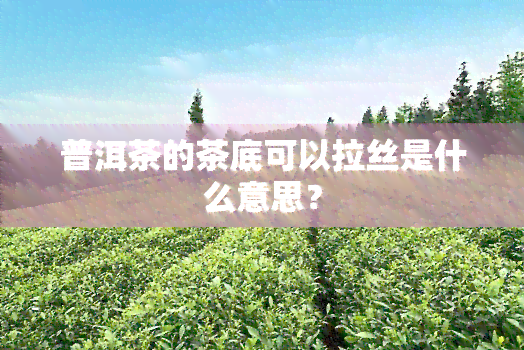 普洱茶的茶底可以拉丝是什么意思？