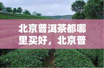 北京普洱茶都哪里买好，北京普洱茶博物馆，北京适合存放普洱茶吗