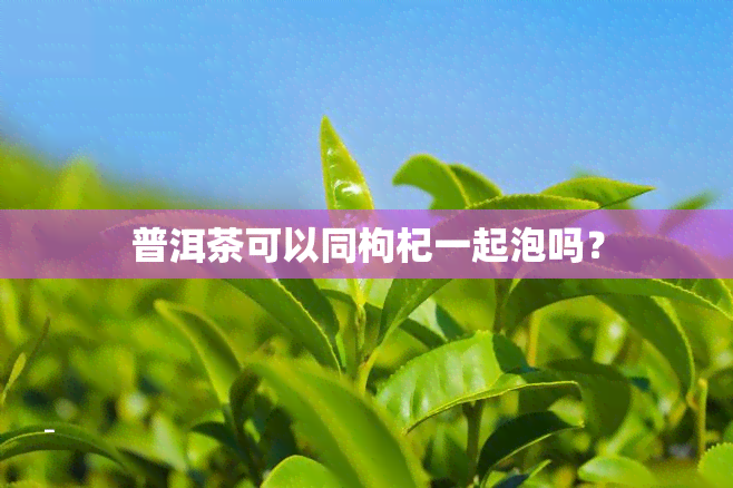 普洱茶可以同枸杞一起泡吗？