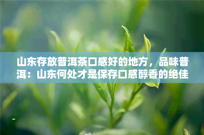 山东存放普洱茶口感好的地方，品味普洱：山东何处才是保存口感醇香的绝佳之地？