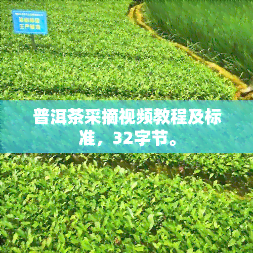 普洱茶采摘视频教程及标准，32字节。