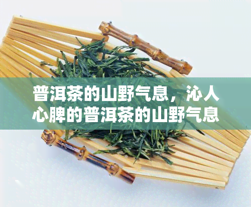 普洱茶的山野气息，沁人心脾的普洱茶的山野气息：一场饮茶之旅