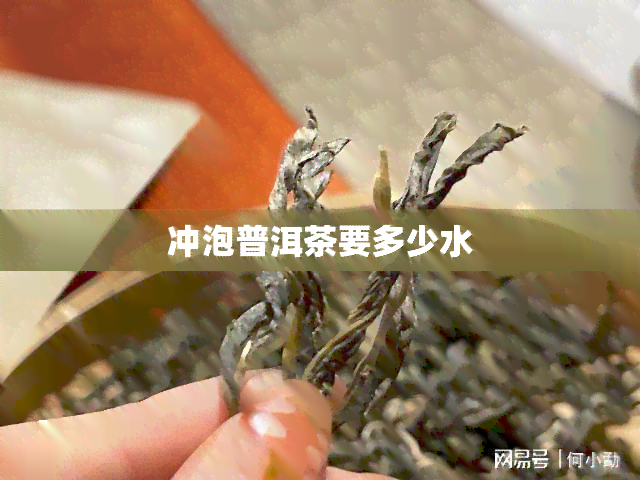 冲泡普洱茶要多少水