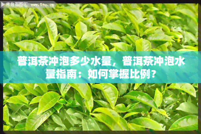 普洱茶冲泡多少水量，普洱茶冲泡水量指南：如何掌握比例？