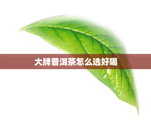 大牌普洱茶怎么选好喝