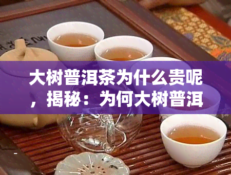 大树普洱茶为什么贵呢，揭秘：为何大树普洱茶价格居高不下？