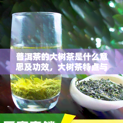 普洱茶的大树茶是什么意思及功效，大树茶特点与区别