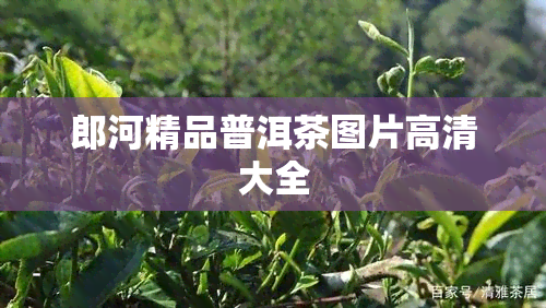 郎河精品普洱茶图片高清大全