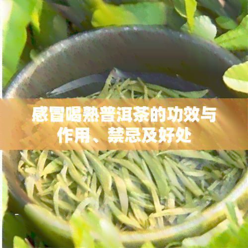 感冒喝熟普洱茶的功效与作用、禁忌及好处