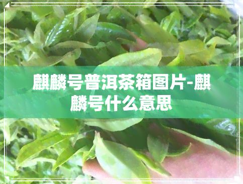 麒麟号普洱茶箱图片-麒麟号什么意思