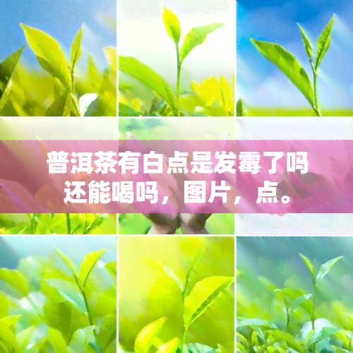 普洱茶有白点是发霉了吗还能喝吗，图片，点。