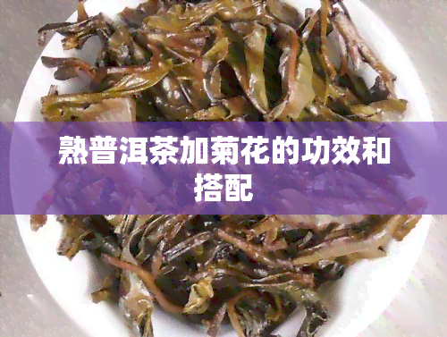 熟普洱茶加菊花的功效和搭配