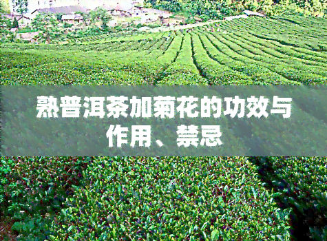 熟普洱茶加菊花的功效与作用、禁忌