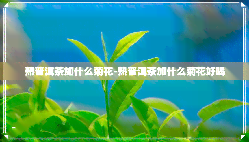 熟普洱茶加什么菊花-熟普洱茶加什么菊花好喝