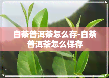 白茶普洱茶怎么存-白茶普洱茶怎么保存