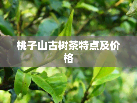 桃子山古树茶特点及价格