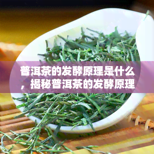 普洱茶的发酵原理是什么，揭秘普洱茶的发酵原理：茶叶变化的奥秘解析