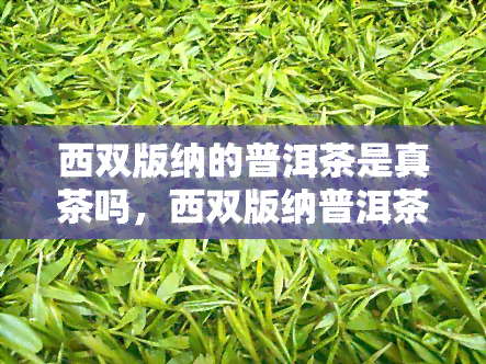 西双版纳的普洱茶是真茶吗，西双版纳普洱茶：真正的茶叶还是伪装者？