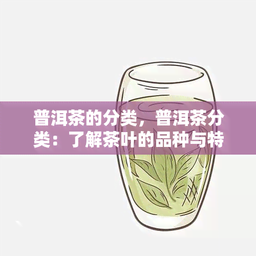 普洱茶的分类，普洱茶分类：了解茶叶的品种与特点