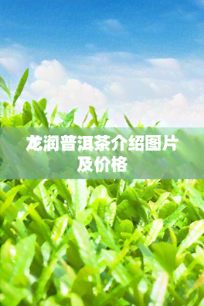 龙润普洱茶介绍图片及价格