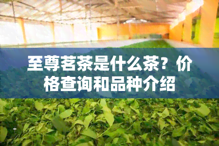 至尊茗茶是什么茶？价格查询和品种介绍